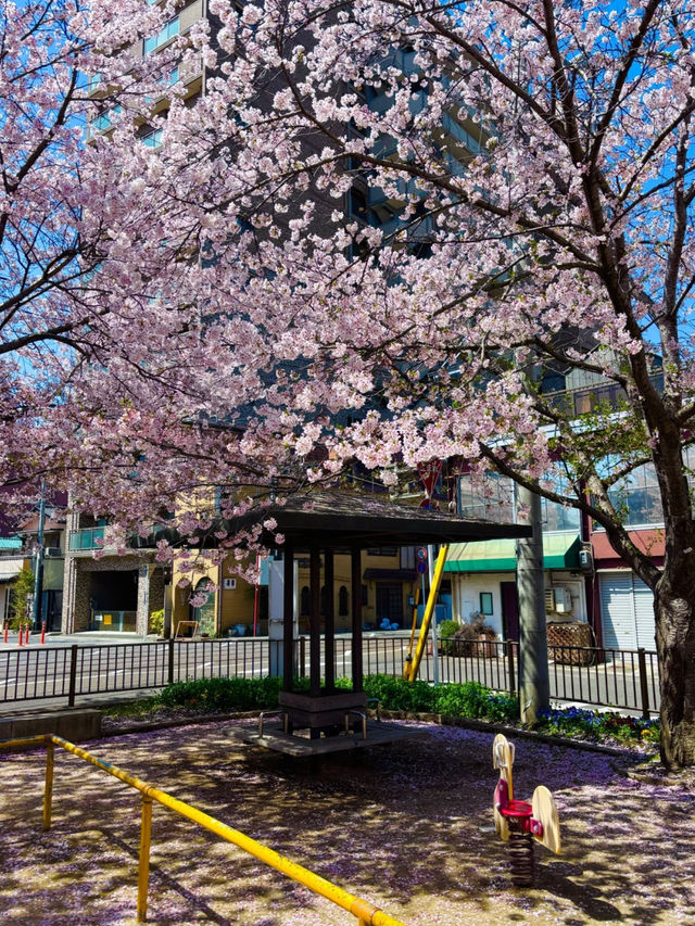 🌸 Kansai’s Hidden Cherry Blossom Map 