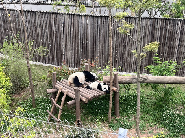 What I did in Chengdu 