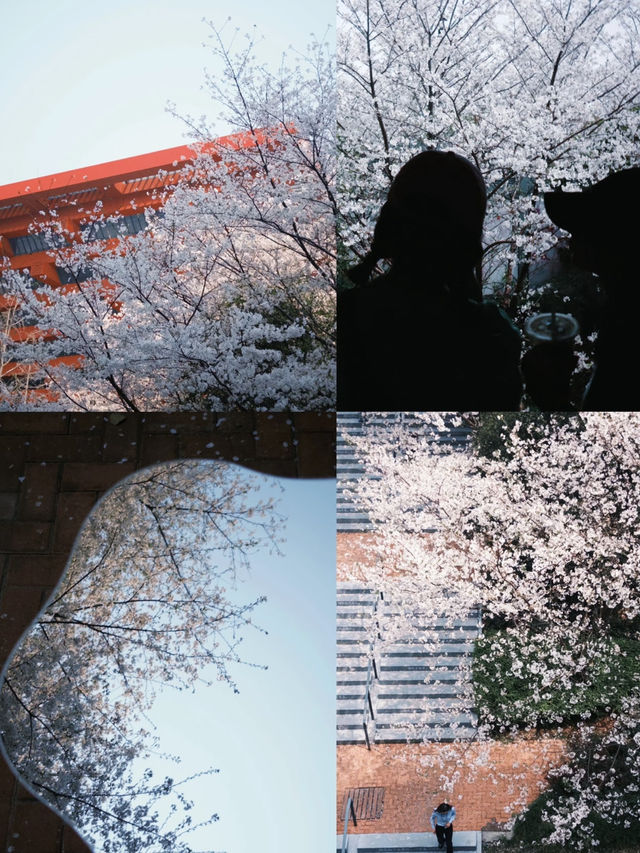 🌸 Cherry Blossom Magic at Expo Avenue, Shanghai 🌸