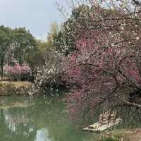 Must-visit natural paradise in Hangzhou 🌸 