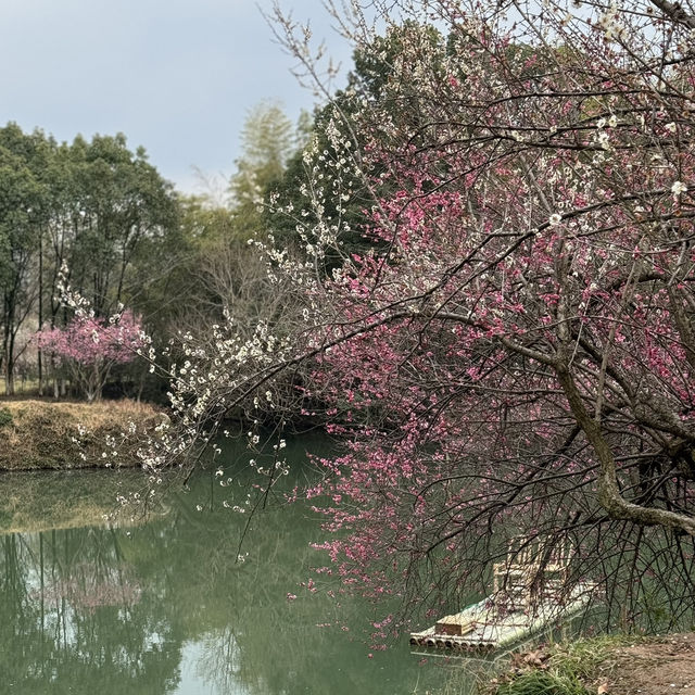 Must-visit natural paradise in Hangzhou 🌸 