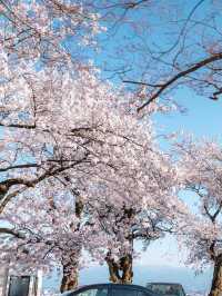 Panoramic Petals: Springtime Serenity at Kurehayama Park