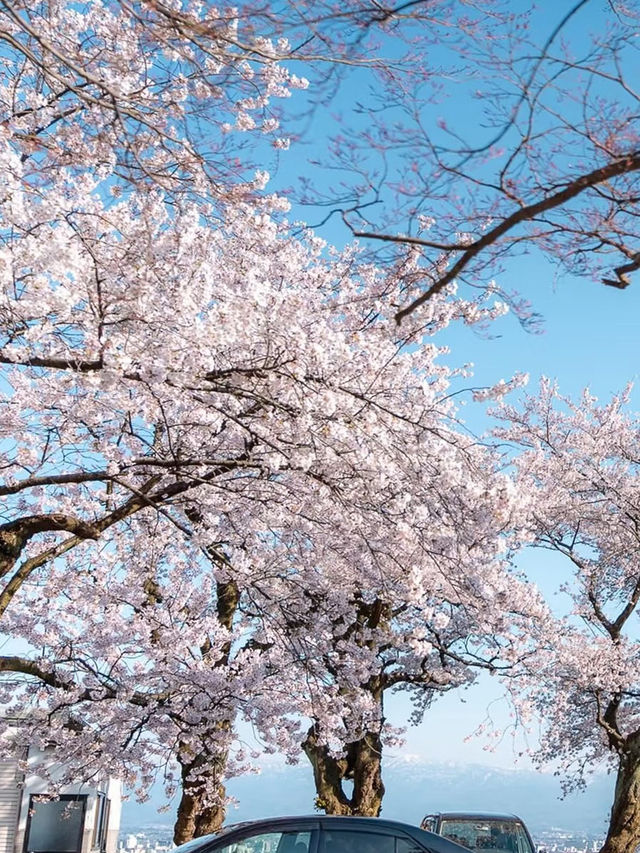Panoramic Petals: Springtime Serenity at Kurehayama Park