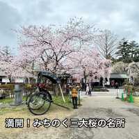 【秋田】武家屋敷通りが美しい桜の名所🌸