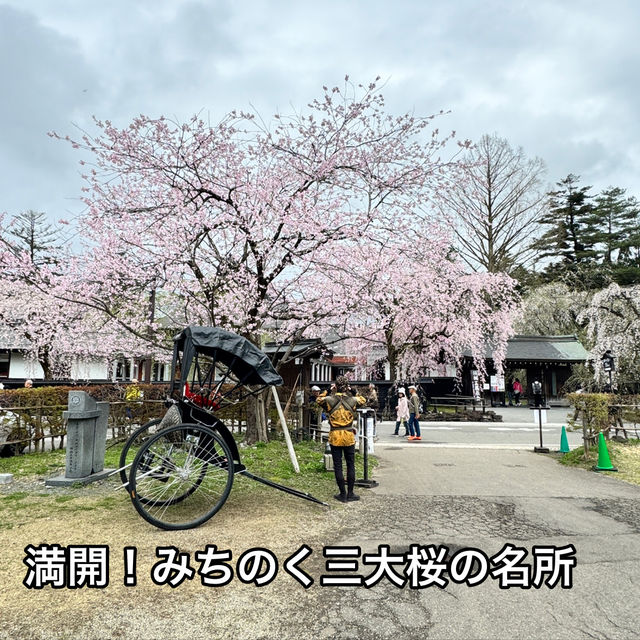 【秋田】武家屋敷通りが美しい桜の名所🌸
