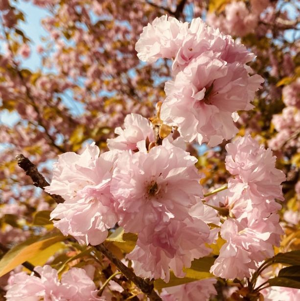 Misa lake Park: Where Spring Unfolds in Double Bloom