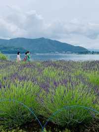 【山梨】富士山をバックに河口湖とラベンダーを望めるスポット