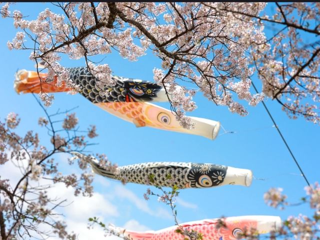 The Kitakami Sakura Festival Is in Full Bloom With "Sakura Fubuki"