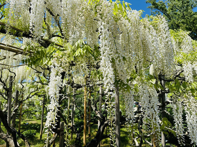 【 春の栃木 】 圧巻！あしかがフラワーパーク💐