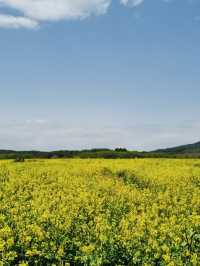 After the Seogwipo Canola Flower Festival, Jeju
