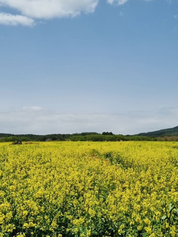 After the Seogwipo Canola Flower Festival, Jeju