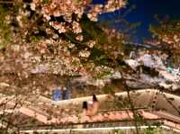 Guanyinmen Night Sakura 