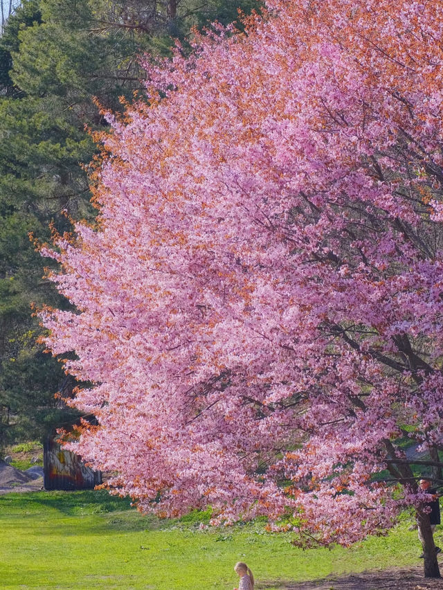 🇫🇮Helsinki Cherry Blossom Viewing Spots 🌸