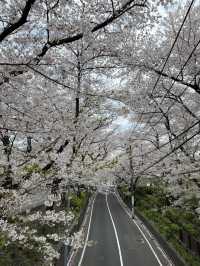 📍桜坂/東京
