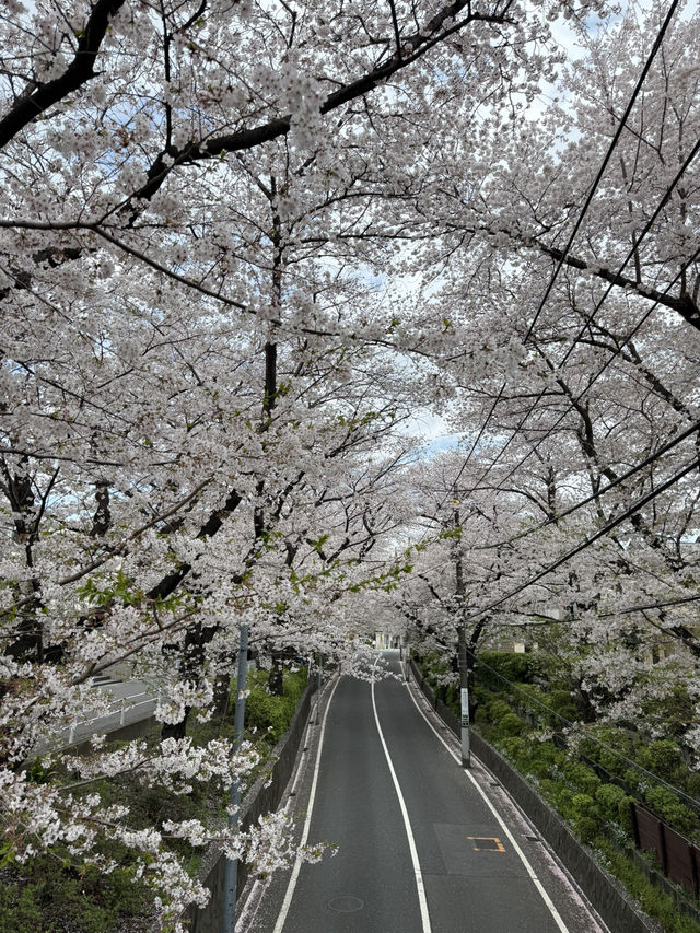 📍桜坂/東京