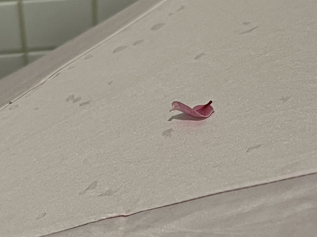 四月來首爾體驗櫻吹雪🌸