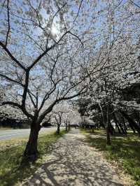 Fukuoka in blooms of Cherry Blossoms