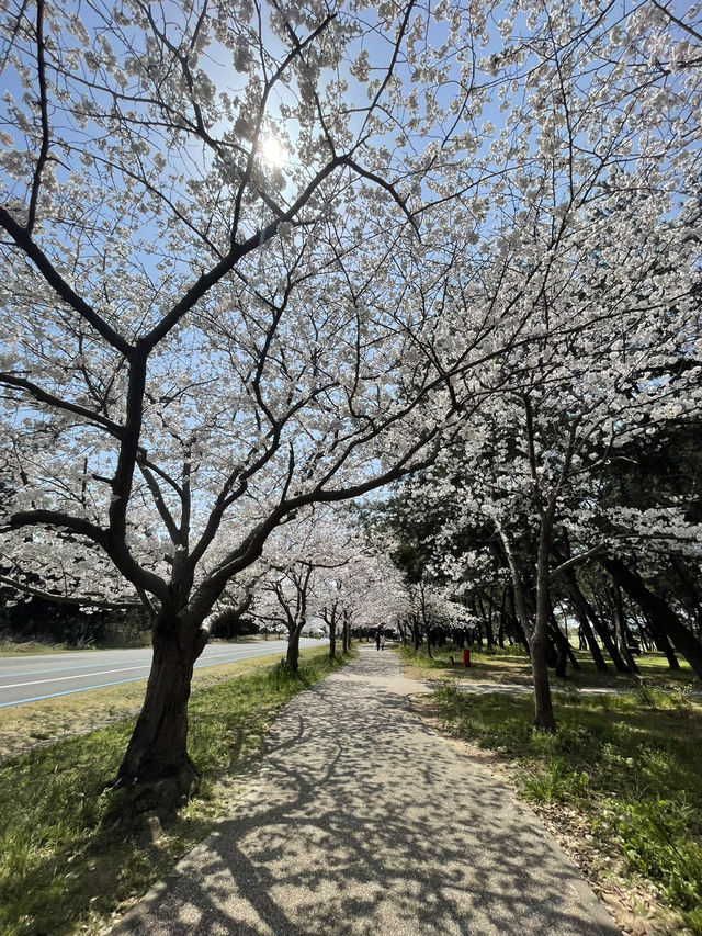 Fukuoka in blooms of Cherry Blossoms