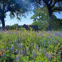 Willow City Loop (Bluebonnet Trail) – TX Hill Country