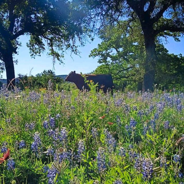 Willow City Loop (Bluebonnet Trail) – TX Hill Country
