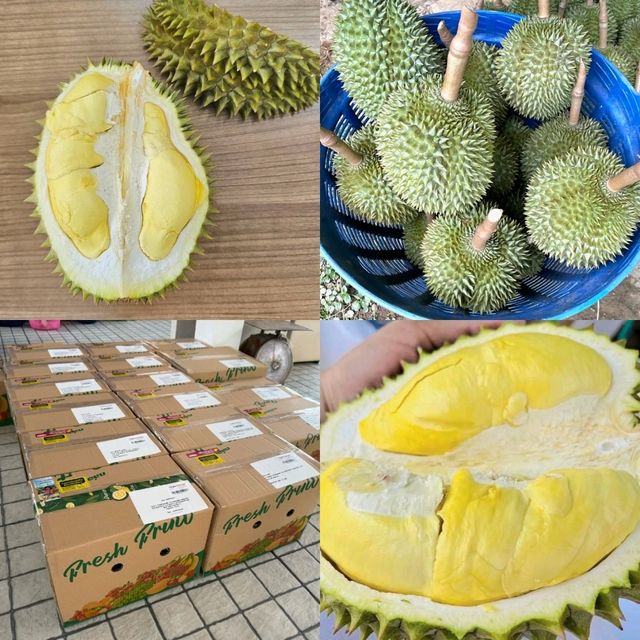 ทุเรียนลับแล แม่ลูกหมี [ อุตรดิตถ์]