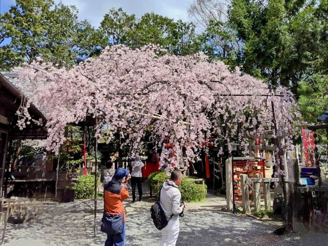 水火天滿宮，人少景美的京都櫻百景穴場