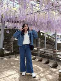 พาชมดอกวิสทีเรีย Nakayama Ofuji Festival