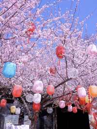 🌸🏮Beijing Spring — The Perfect Place for a Solo Afternoon Stroll
