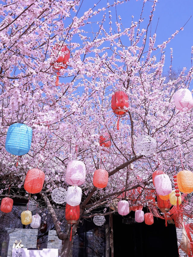 🌸🏮Beijing Spring — The Perfect Place for a Solo Afternoon Stroll