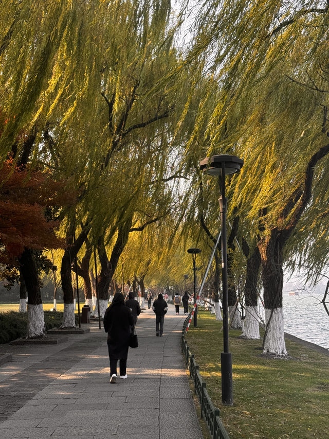 Hangzhou in December still gives autumn scenery!