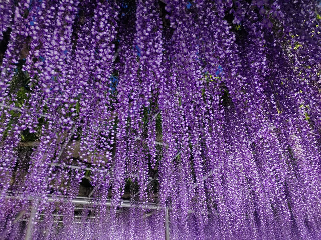 花と光の楽園 あしかがフラワーパーク　満開の藤のライトアップ！