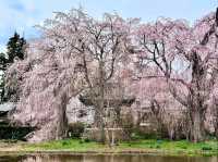 Chill Blossoms and Temple 