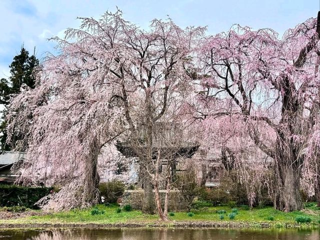 Chill Blossoms and Temple 