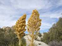 Desert Wonders: Hiking the Hidden Valley Trail in Joshua Tree