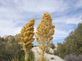 Desert Wonders: Hiking the Hidden Valley Trail in Joshua Tree