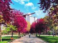 Istanbul’s Gülhane Park: Tulips and Traditions