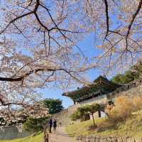 청주 벚꽃 명소 🌸