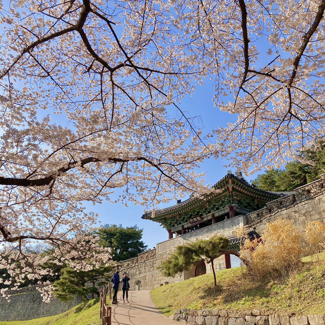 청주 벚꽃 명소 🌸