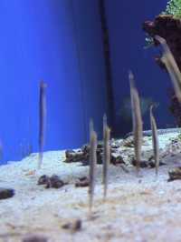 沖繩｜再遠都值得跑一趟 美麗海水族館的黑潮之美