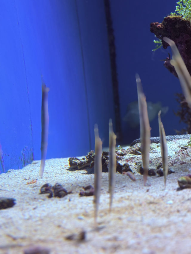 沖繩｜再遠都值得跑一趟 美麗海水族館的黑潮之美
