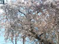 Unforgettable Springtime Cherry blossoms at Funabashi