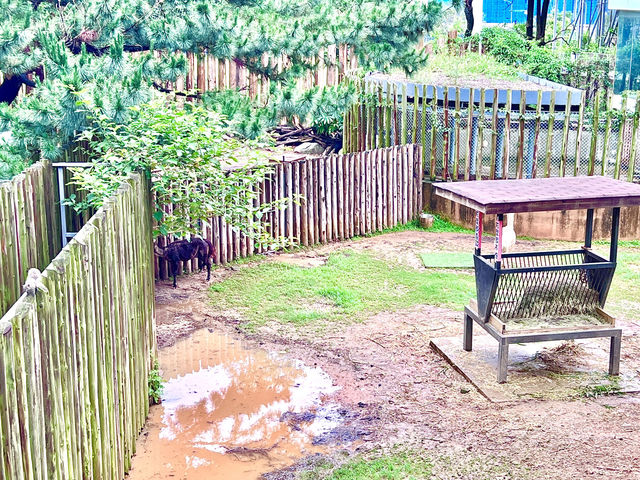 ［新竹旅遊］新竹市立動物園-親子共遊好去處🐒