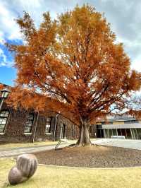 A Relaxing Walk Through Kurashiki – Where Time Slows Down
