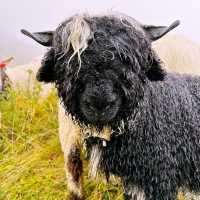 🐑🌄 Valais Sheep Farm Visit: Alpine Pastures, Woolly Friends & Swiss Cheese!