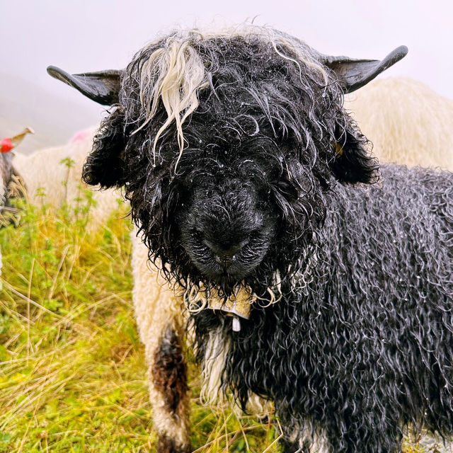 🐑🌄 Valais Sheep Farm Visit: Alpine Pastures, Woolly Friends & Swiss Cheese!