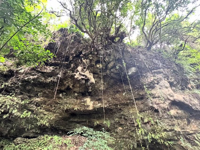 花蓮｜池南國家森林遊樂區