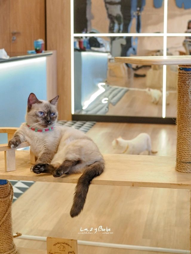 มาทะเล ก็แวะเติมแมวได้ ที่ Cat Sky Bar Cafe