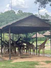 廣州長隆野生動物園