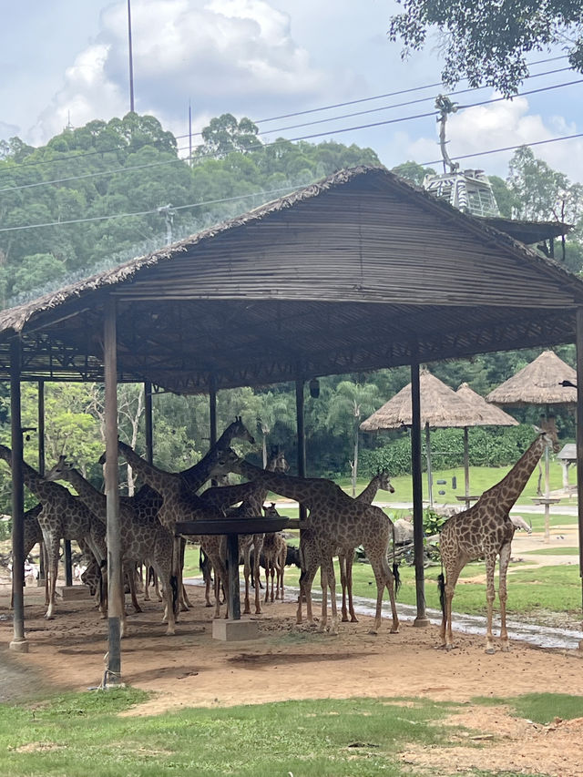 廣州長隆野生動物園