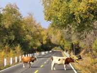 Xinjiang Urumqi’s Autumn Vibes Hit Different